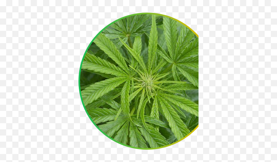 Kanab Club - Cannabis Png,Cannabis Leaf Png