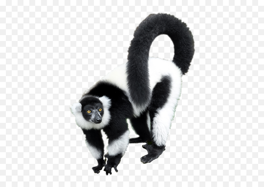 Lemure Png 6 Image - Black And White Ruffed Lemur Png,Lemur Png