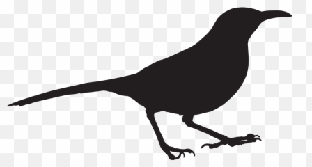 Brown Thrasher Overview All About Birds Cornell Lab Of - Outline Clipart Of Birds Black And White Png,Thrasher Png
