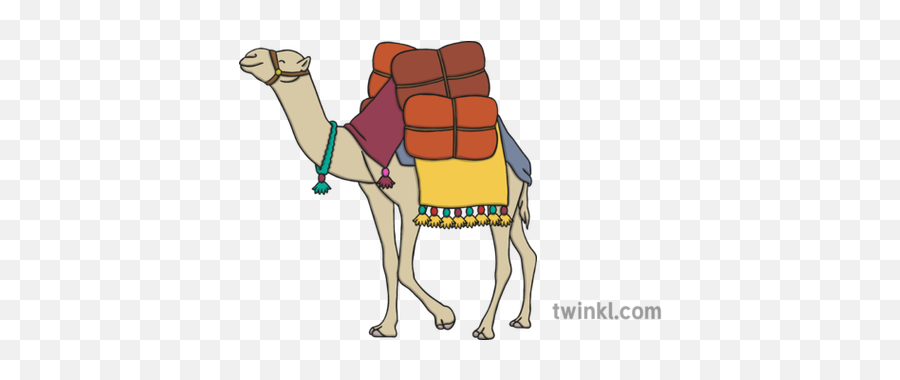 Camel Illustration - Twinkl Arabian Camel Png,Camel Png