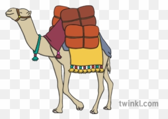 Camel Illustration - Twinkl Arabian Camel Png,Camel Png