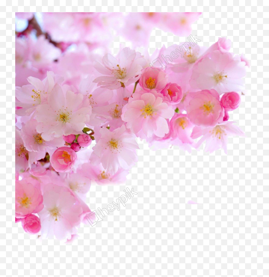 Pink Cherry Blossoms - Cherry Blossom Png Transparent Real,Blossom Png