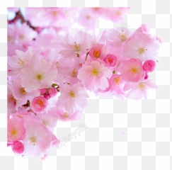 Pink Cherry Blossoms - Png Transparent Real