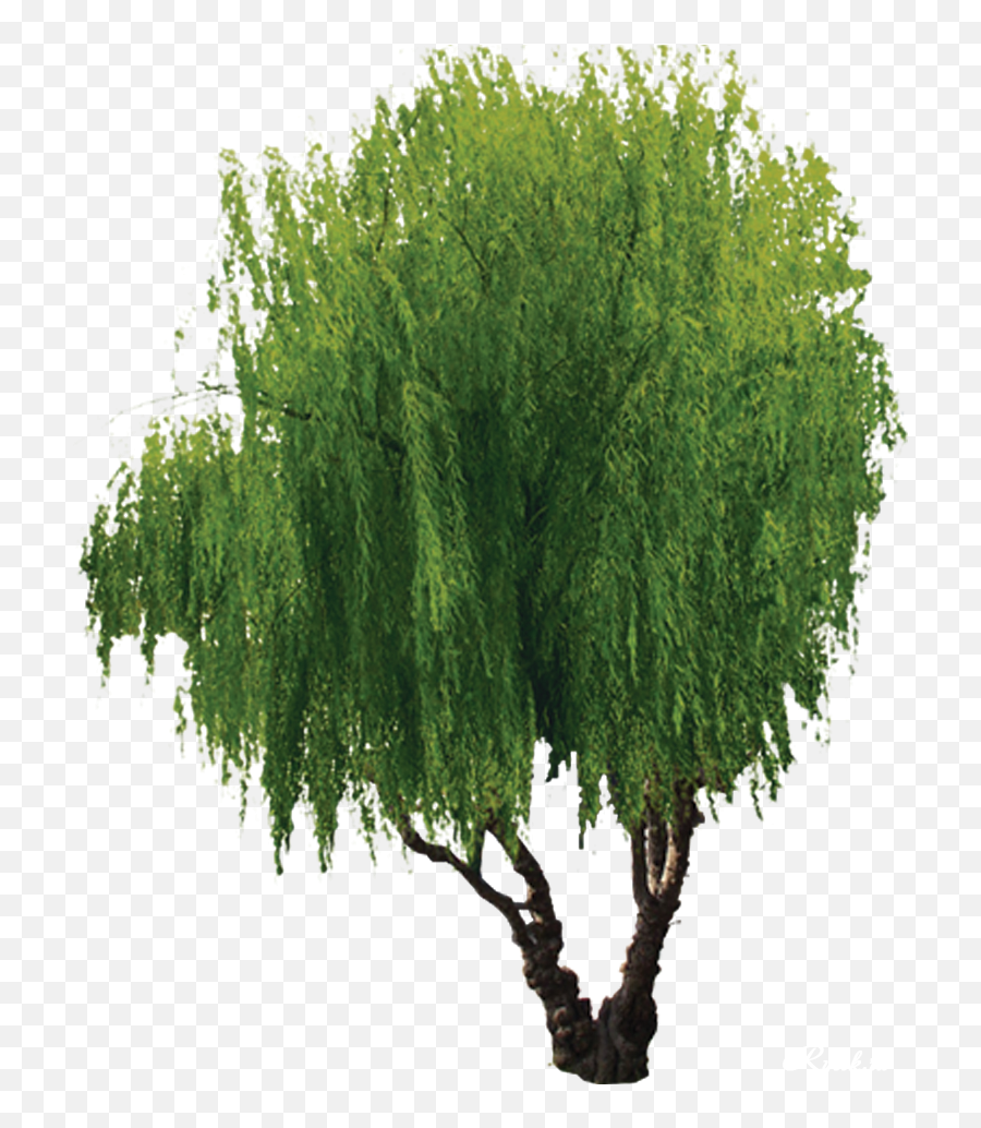 Download Hd Willow Tree Png Transparent - Tree,Willow Tree Png