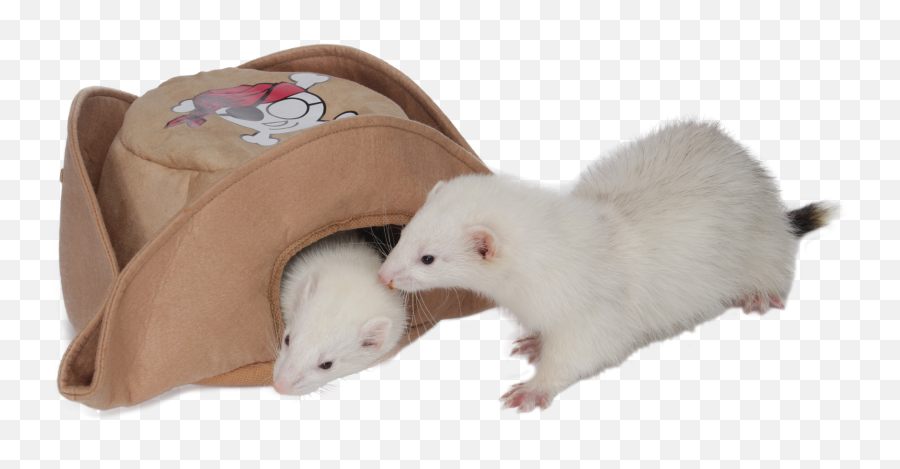 Download Pirate Hat - Marshall Pet Products Pirate Hat Ferret Harga Png,Pirate Hat Png