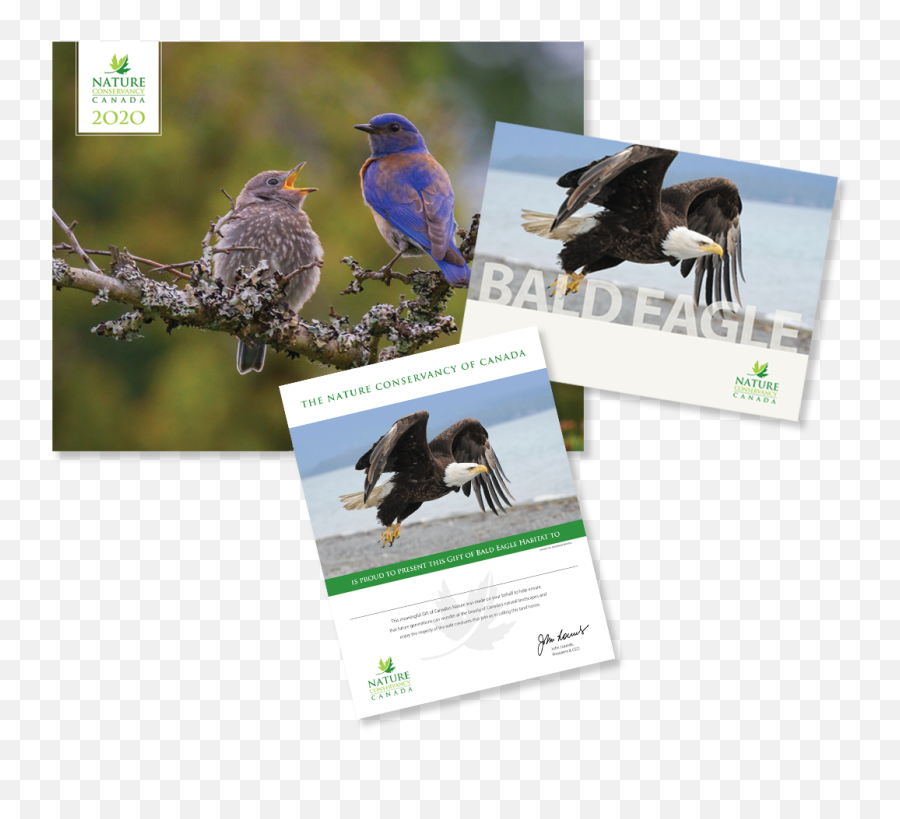 Bald Eagle - European Starling Png,Bald Eagle Png