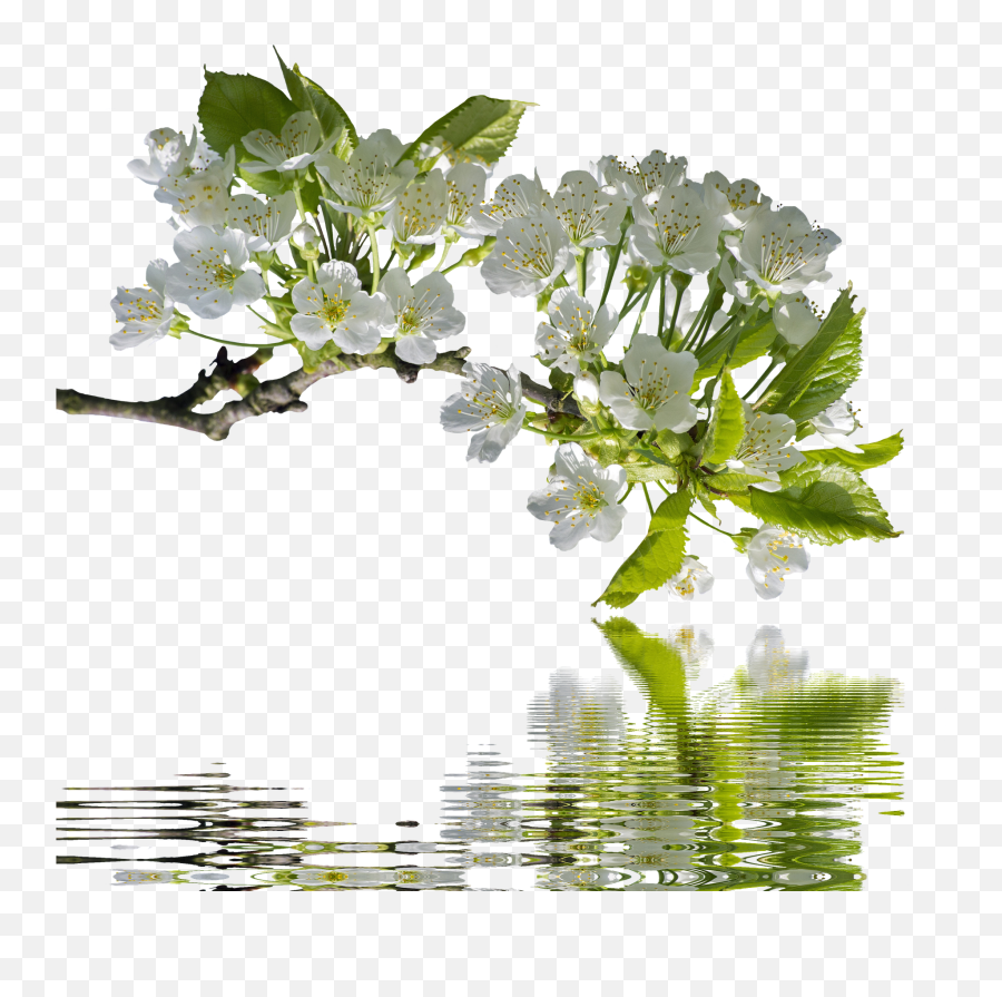Spring Cherry Branches Branch - Portable Network Graphics Png,Branches Png