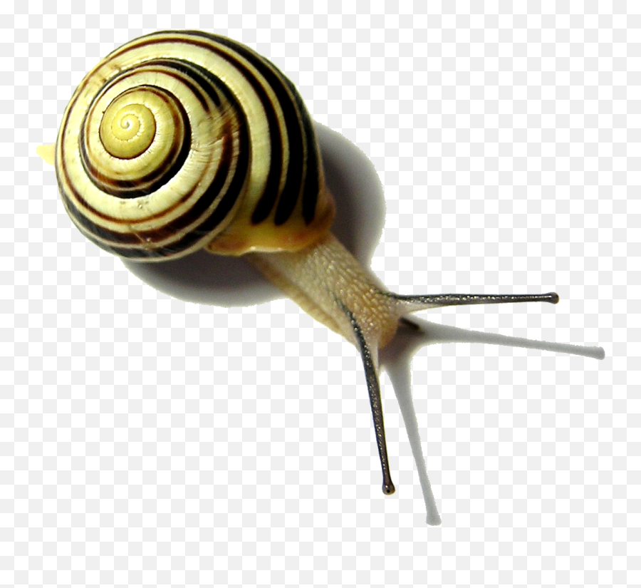 Download Snail Png Pic - Snail Quotes,Snail Png