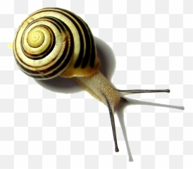 Download Snail Png Pic - Snail Quotes,Snail Png