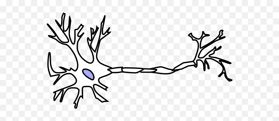 Biology Free Collection - Neuron Clipart Png,Neuron Png