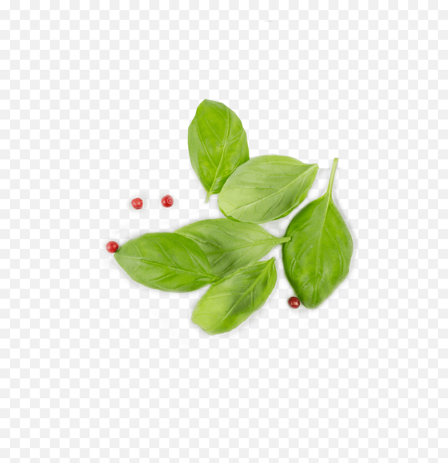 Tip Gallery - Leaves Top View Png,Plant Top View Png