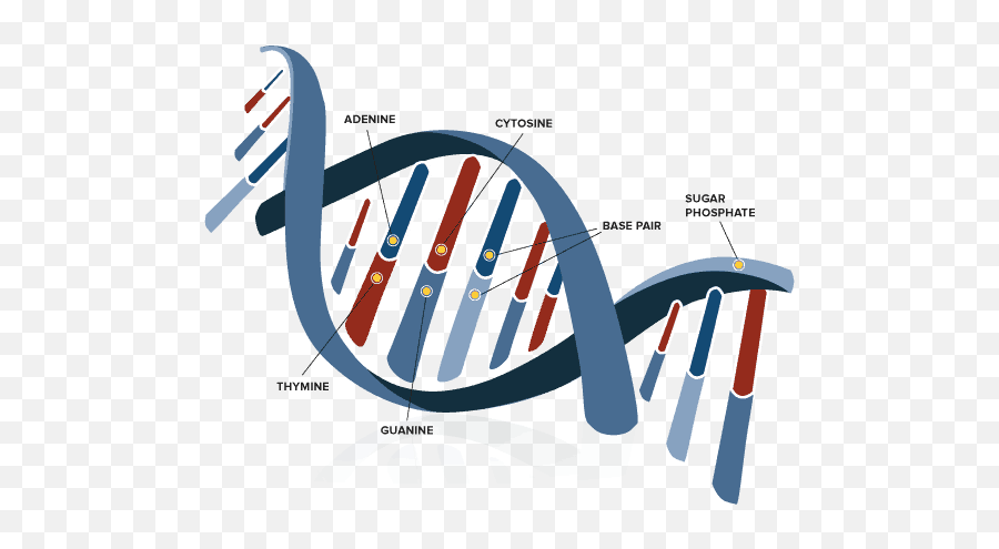 Why Dna Is Double Helix - Genetics Science Png,Double Helix Png