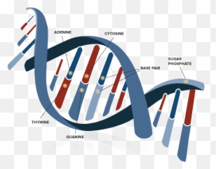Why Dna Is Double Helix - Genetics Science Png,Double Helix Png