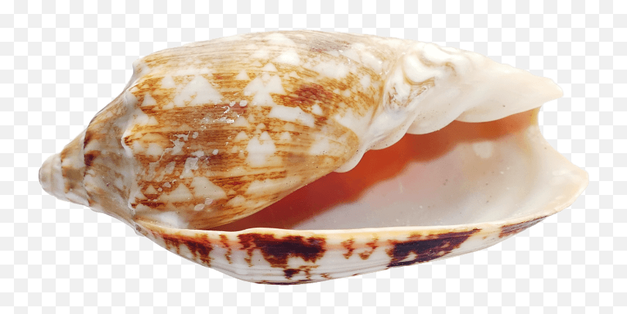 Download Free Png Seashell Images - Portable Network Graphics,Seashell Transparent