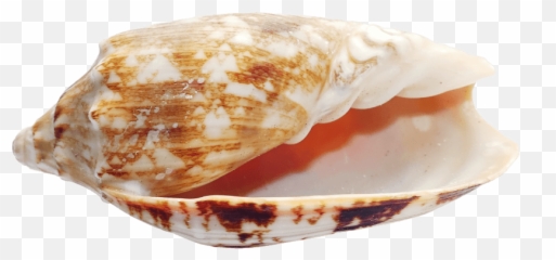 Download Free Png Seashell Images - Portable Network Graphics,Seashell Transparent