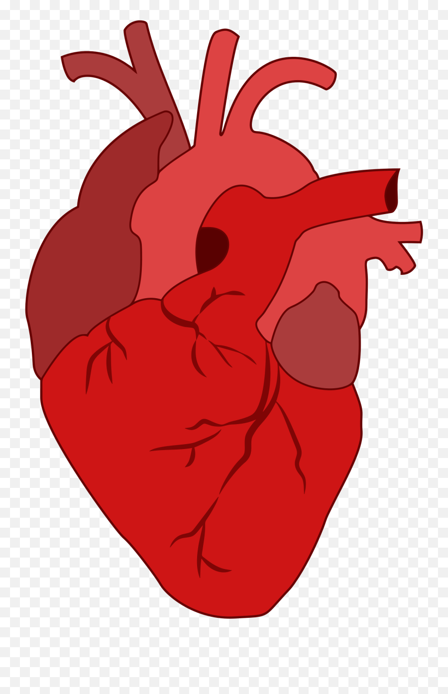 Download Blood And Bleeding In The - Body Parts Clipart Heart Png,Real Png