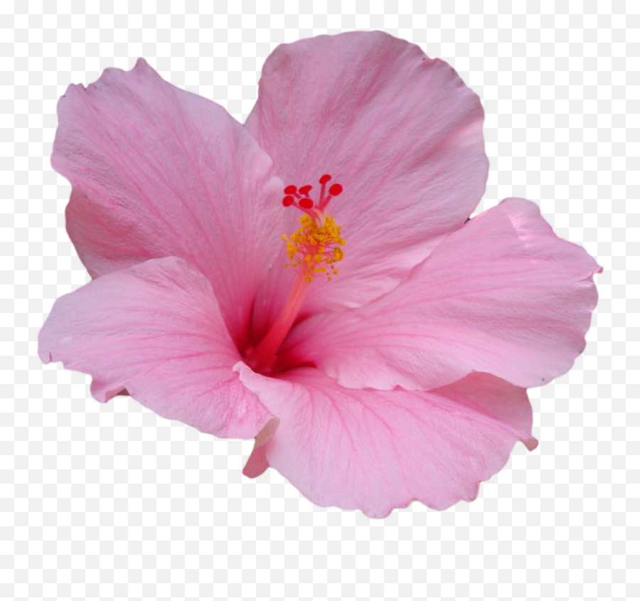 Hawaiian Hibiscus Plant Stem - Hibiscus Flower Png,Hibiscus Flower Png