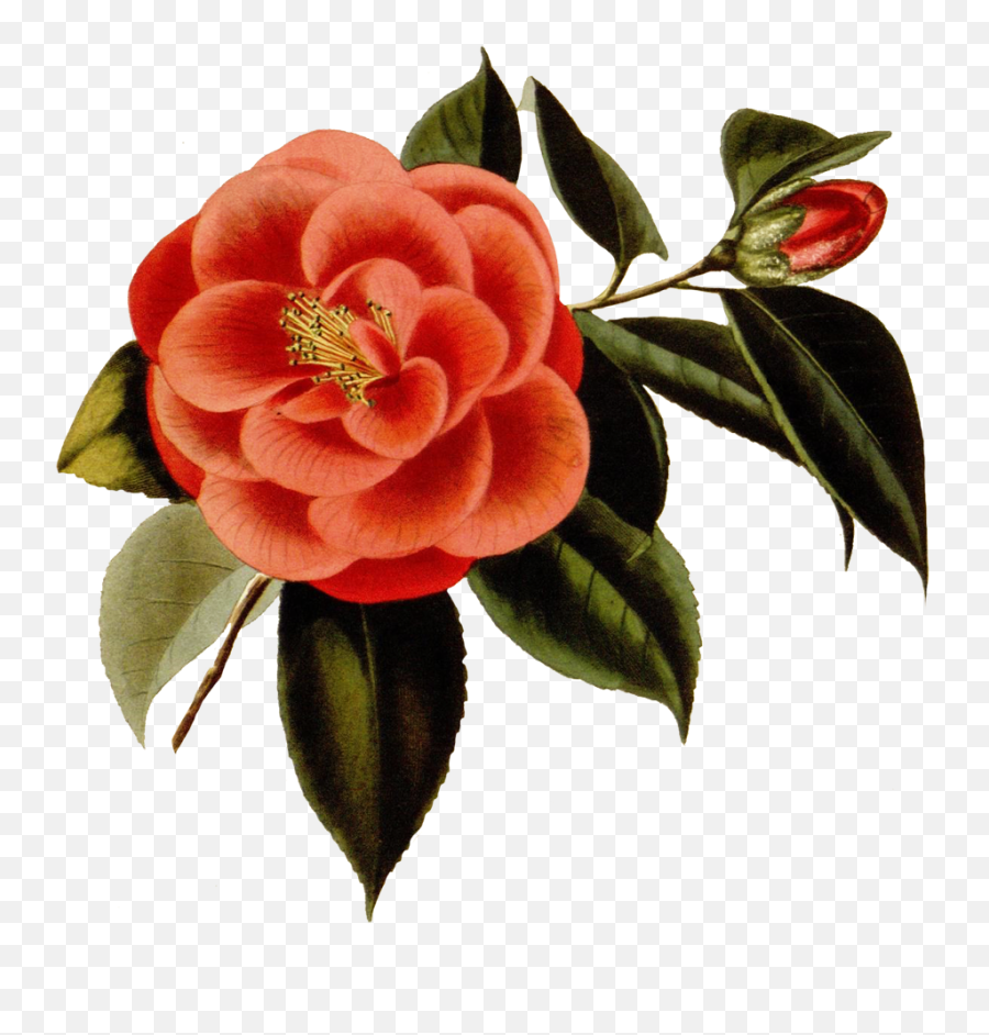 Digital Scrapbooking Flowers - Japanese Camellia Png,Floral Png