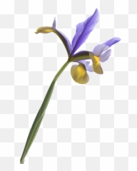 Iris - Transparency png