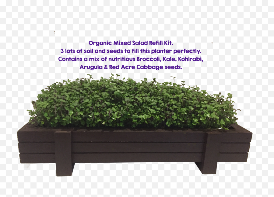 Mixed Microgreens Planter 3 Pack Refill - Houseplant Png,Planter Png