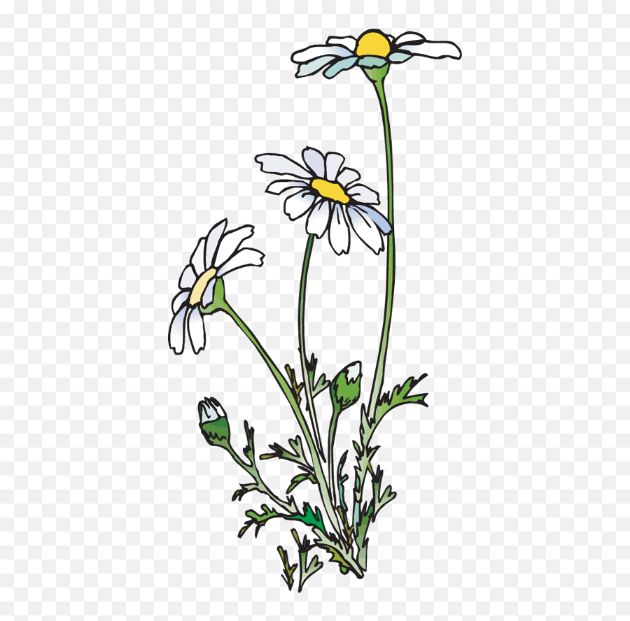Daisies Clipart Huge Freebie Download - Daisy Clipart Png,Daisies Png