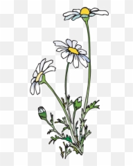 Daisies Clipart Huge Freebie Download - Daisy Clipart Png,Daisies Png