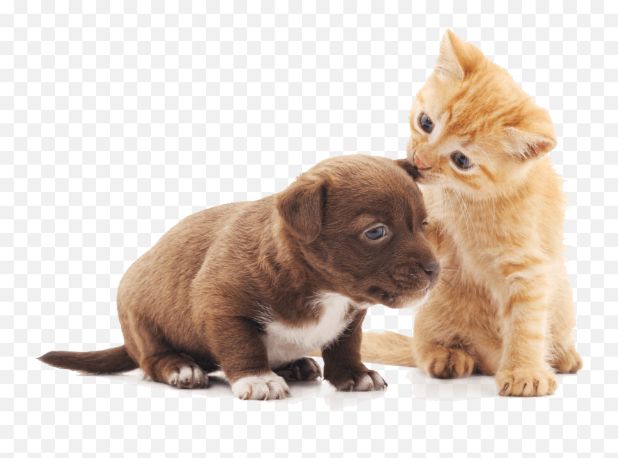 Wellness Brodie Animal Hospital - Puppy And Kitten Png,Kitten Transparent