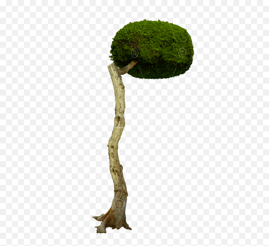 Over Hanging Round Tree Png Stock Photo Transparent Image - Moss,Broccoli Transparent Background