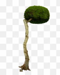 Over Hanging Round Tree Png Stock Photo Transparent Image - Moss