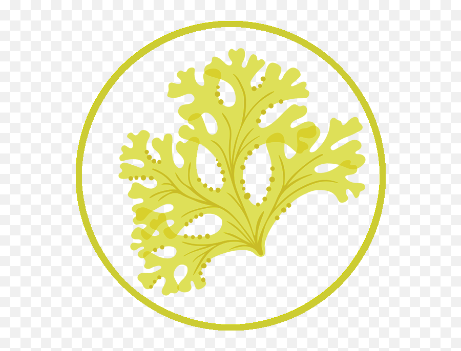 We Are Seaweed - Stencil Png,Kelp Png