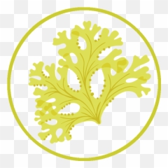 We Are Seaweed - Stencil Png,Kelp Png