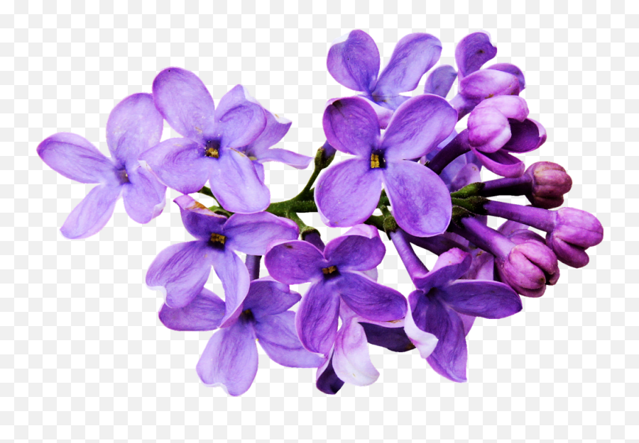 Download Hd Flores Moradas Png - Flowers Draw Tumblr Png Transparent Lilac Flower Png,Transparent Flower Drawing Tumblr