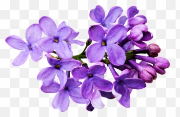 transparent tumblr purple flower
