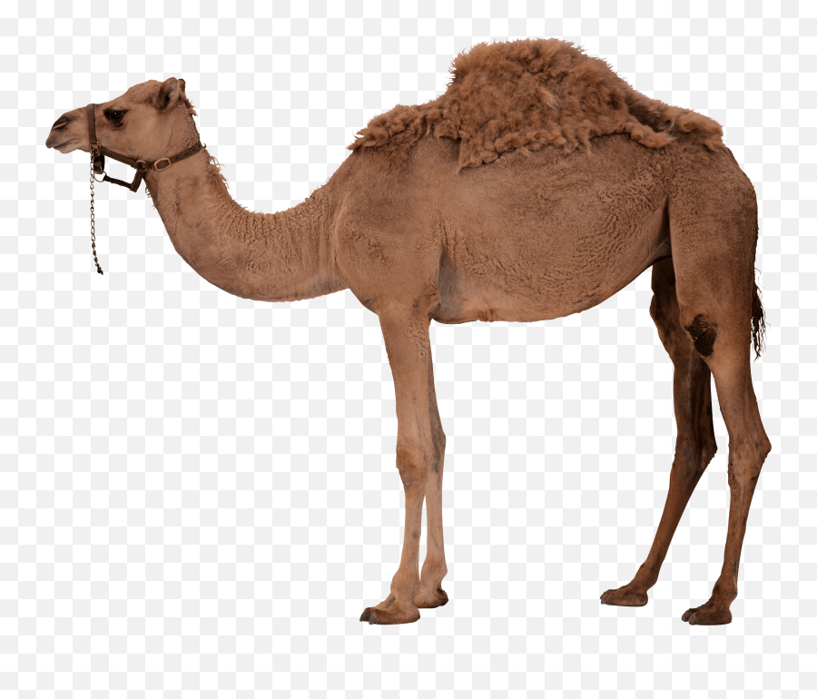 Download Desert Camel Png Image For Free - Png Camel,Transparent Animals