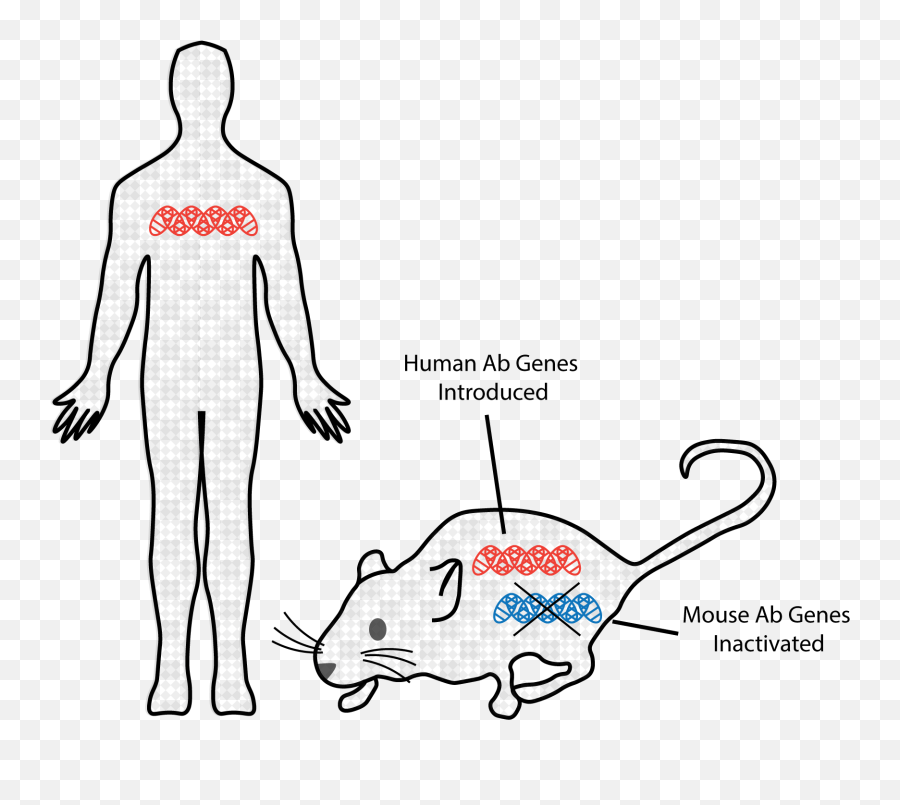 Human Antibody - Dot Png,Mouse Rodent Icon
