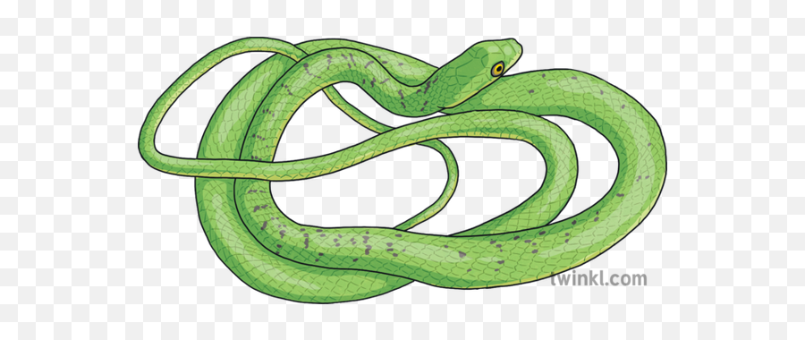 Eastern Natal Green Snake Animal - Smooth Green Snake Png,Green Snake Icon