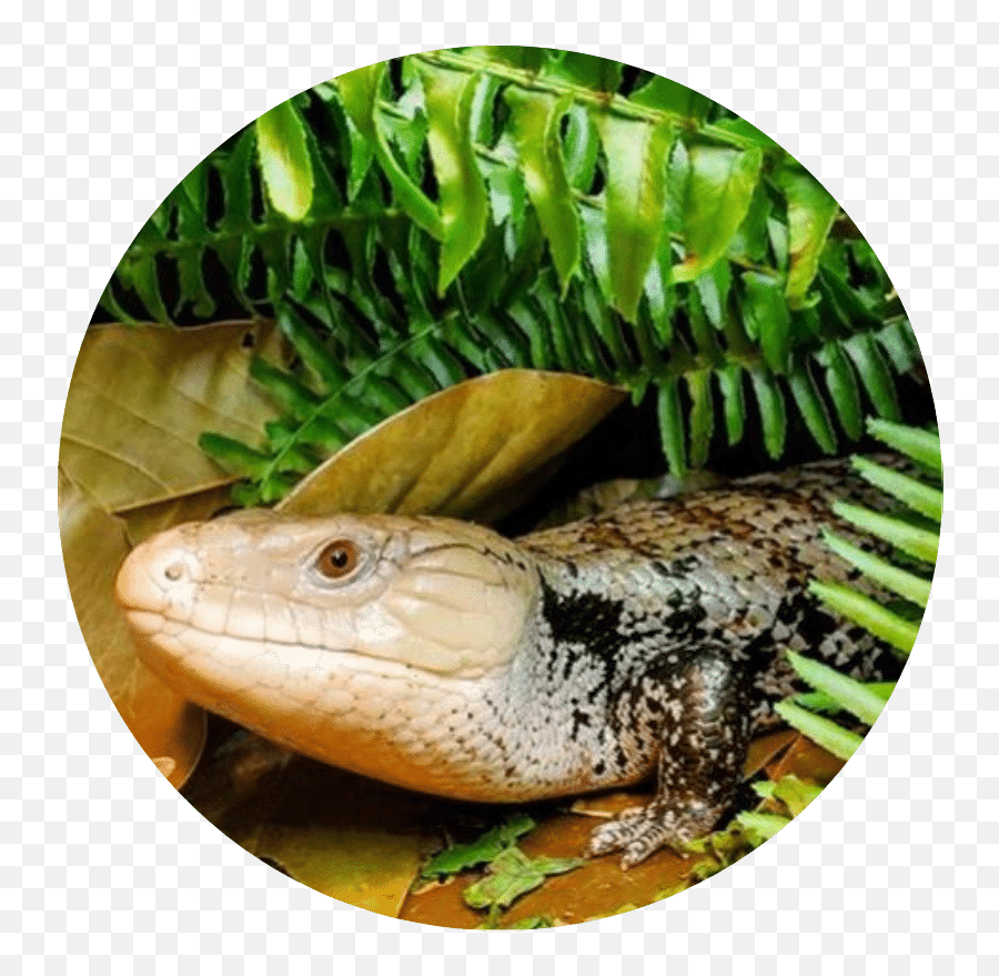 Reptifiles Where Better Reptile Care Begins - Skink Png,Lizard Icon