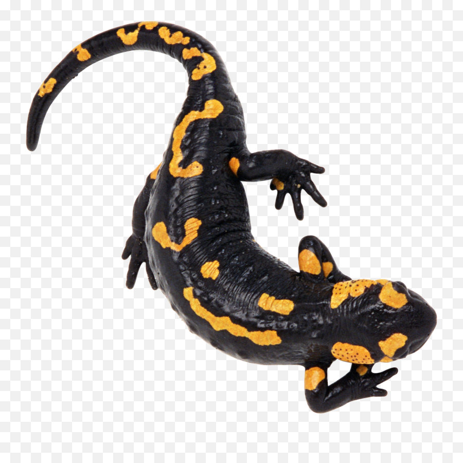 Lizard Png Image Web Icons - Salamandra Png,Lizard Transparent Background