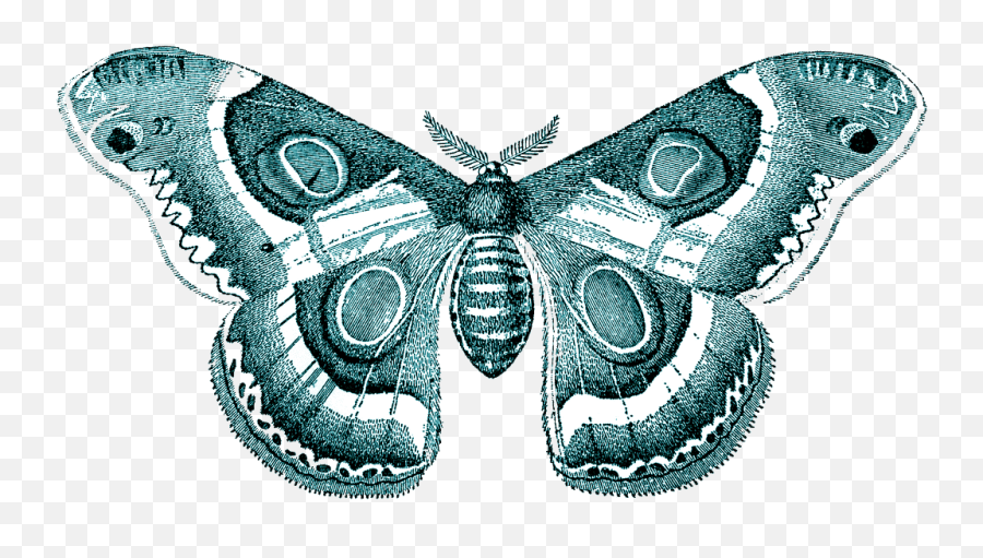 Moth Transparent Png Mart - Butterfly Free Transparent Png,Butterfly Transparent