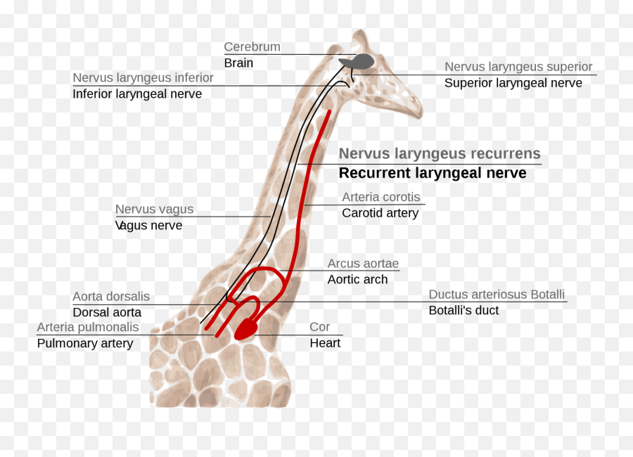 Evidence Of Evolution Giraffeu0027s Laryngeal Nerve Millard - Nervus Laryngeus Recurrens Giraffe Png,Bobby Kennedy The Making Of A Liberal Icon