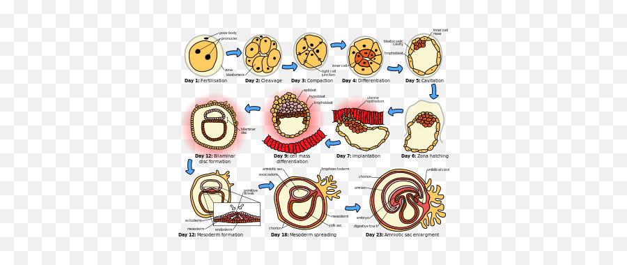Human Embryonic Development - Embryonic Development Png,Cleavage Icon