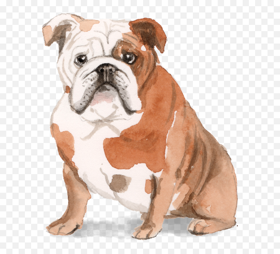 French Bulldog Dachshund Puppy Pug - Puppy Png Download Happy Birthday English Bulldog,Pug Transparent Background