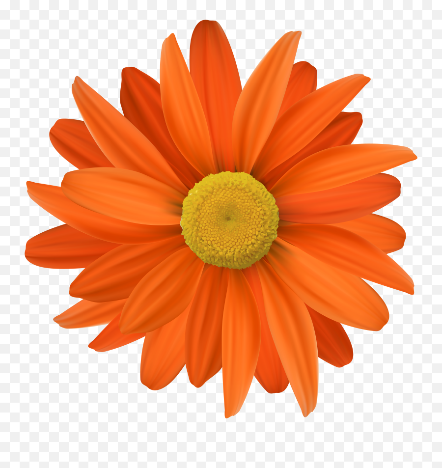Orange Flower Transparent Png Clipart - Transparent Background Orange Flower Png,Orange Flowers Png