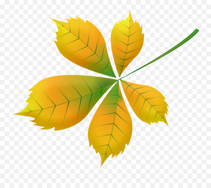 Autumn Leaves Skeleton Leaf - Free Image On Pixabay Png,Autumn Leaf Icon