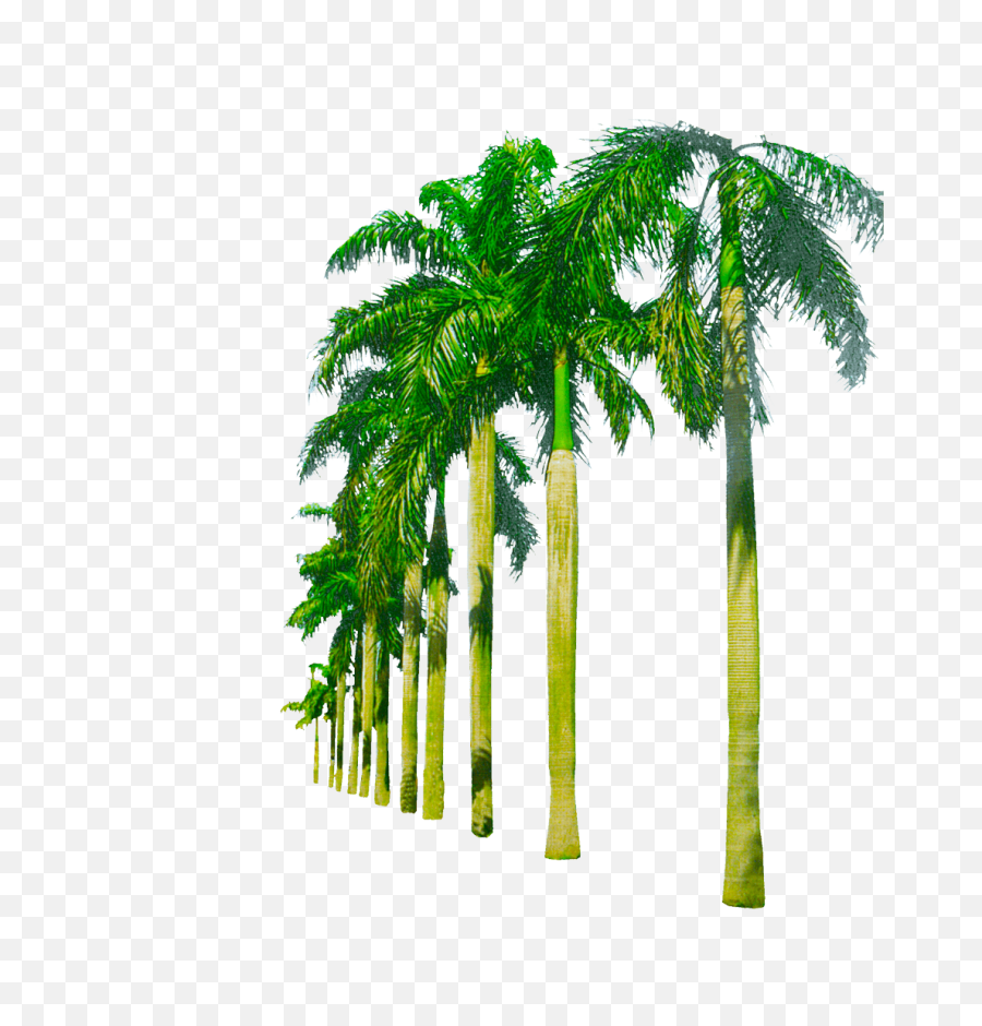 Background Png Images Download Picture - Beach Trees Png,Transparent Png Images Download