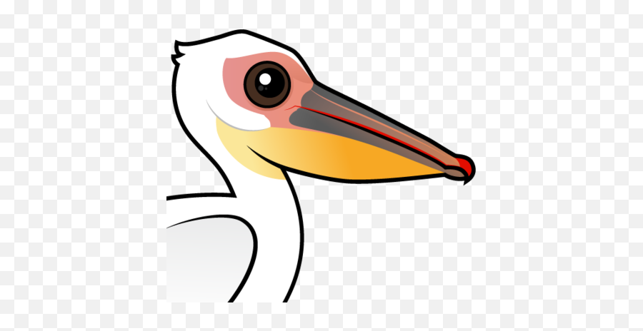Cute Great White Pelican By Birdorable U003c Meet The Birds - Great White Pelican Clipart Png,Pelican Png Cute Great White Pelican By Birdorable U003c Meet The Birds - Great White Pelican Clipart Png,Pelican Png
