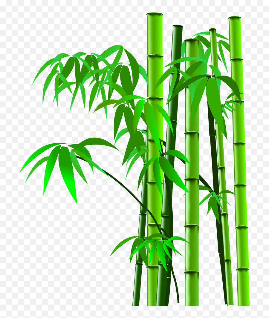 Png Background - Bamboo Tree Cartoon Png,Bamboo Transparent Background