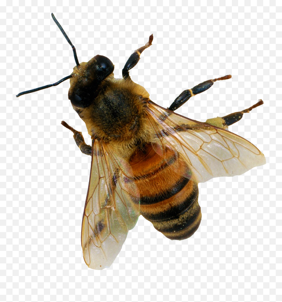 Download Bee Png 6 Hq Image - Apis Mellifera Png,Insects Png