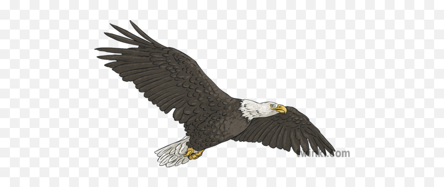 Bald Eagle Illustration - Twinkl Bald Eagle Png,Bald Eagle Png