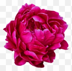 Paeonia Louis Van Houtte - Pioenrozen My Peony Society Peony Png,Peonies Png
